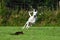 White greyhound chasing a lure