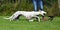 White greyhound chasing a lure