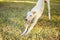 White greyhound dog yawning on the grass