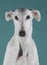 White greyhound portrait