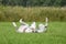 White greyhound rolling around in the grass
