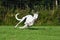 White greyhound running