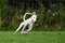 White greyhound running