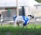 A white greyhound running in a Florida track