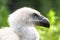 White Griffon Vulture bird close up profile portrait. White  Eurasian Griffon Vulture Gyps fulvus with trees forest out of focus