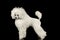 White Groomed Poodle Dog Standing Isolated on Black Background