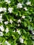 White groundcover flowers with bright green leaves. background