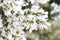 White Groundsel Tree Flowers