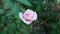 White growth rose flower in garden