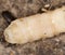 White grubs in nature. macro