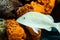 White grunt fish haemulon plumierii and orange coral