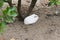 White guinea pigs rest at the foot of a laurel