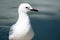 White gull with a black beak in water.