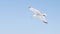 White gull flies on background of blue sea with rocky coast. Action. Flight of white seagull in clear sky on background