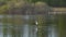 A white gull flies over the lake and takes its food from the lake