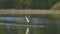 A white gull flies over the lake and takes its food from the lake