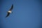 White gull in flight