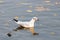 White gull floats on the watery surface of the river