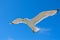 White gull flying against the blue sky