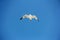A white gull flying in the blue sky