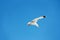 A white gull flying in the blue sky