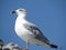 A white gull with a gray wing against a blue sky.