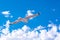 White gull hovering in the sky. Bird`s flight. Seagull on blue sky background