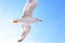 White gull hovering in the sky. Bird`s flight. Seagull on blue sky background