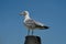 White Gull looks at the blue sky as she waits.Image taken in Venice Italy