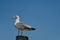 White Gull looks at the blue sky as she waits.Image taken in Venice Italy