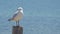 The white Gull on pole