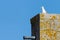 White gull on the ridge of the rooftops of a medieval european coastal city. Sea bird, gable, blue sky