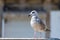 White gull on the ridge of the rooftops of a medieval european coastal city. Sea bird, gable, blue sky