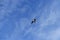 White gull soars in serene blue sky with white clouds