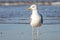 This white gull is standing on the beach