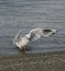 White gull walking in stone beach in New Zeland. New Zealand birds. Seagull looking for food from people. Seagull starting to fly