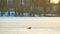 White gulls birds standing on frozen ice lake on winter evening.