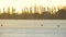 White gulls birds standing on frozen ice lake on winter evening.