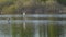 White gulls fly over the lake to catch fish