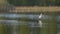 White gulls fly over the lake to catch fish