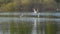 White gulls fly over the lake to catch fish