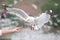 The white gulls are hovering. At the hands of tourists Bangpu Th