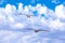 White gulls hovering in the sky. Bird`s flight. Seagull on blue sky background