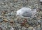 White gulls walking in stone beach in New Zeland. New Zealand birds. Seagull looking for food from people