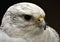 A white Gyrfalcon Falco rusticolus