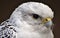 A white Gyrfalcon Falco rusticolus