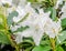White Haaga Rhododendron flower