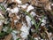 White hail or ice pellets on brown leaves with green grass blade