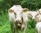 Almost white-haired blonde cows and calf drink in the woods at the creek in Austria