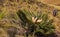 White-haired Cycad Encephalartos friderici-guilielmi 7864